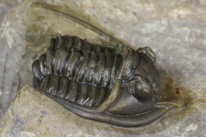 Diademaproetus Trilobite - Ofaten, Morocco #171483